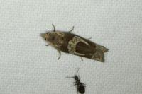 Epiblema foenella