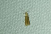 Coleophora