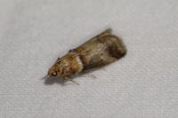 Acrobasis tumidana