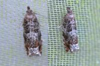 Ancylis achatana