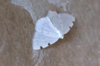 Lomographa bimaculata