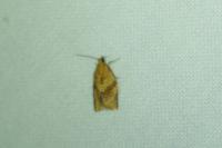 Clepsis consimilana