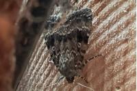 Amphipyra berbera
