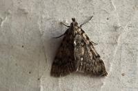 Aglossa pinguinalis
