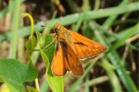 Ochlodes sylvanus