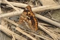 Apatura ilia