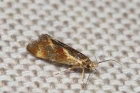 Metalampra cinnamomea