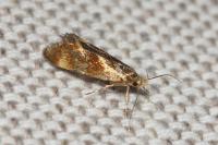 Metalampra cinnamomea