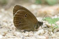 Aphantopus hyperantus