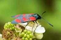 Zygaena transalpina hippocrepidis