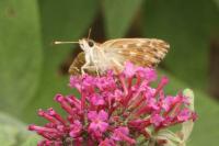 Carcharodus alceae