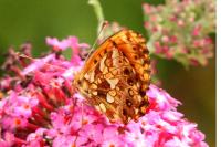 Boloria dia