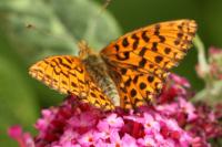 Boloria dia
