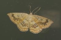 Cyclophora annularia