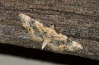 Eupithecia pulchellata