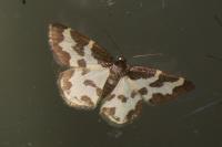 Lomaspilis marginata