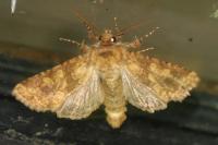 Conisania luteago