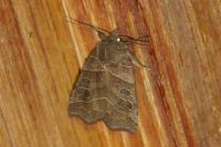 Ipimorpha retusa