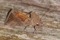 Macdunnoughia confusa