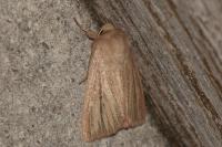 Mythimna pudorina