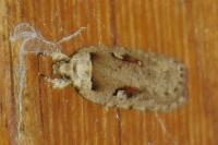 Agonopterix ocellana