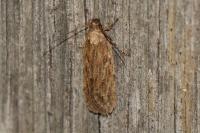 Depressaria daucella