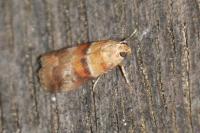 Acrobasis repandana