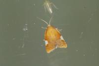 Acleris holmiana