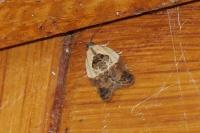 Acleris variegana