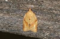 Clepsis consimilana