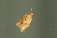 Clepsis consimilana