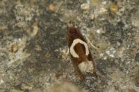 Epiblema foenella