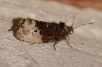 Hedya nubiferana