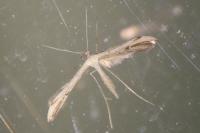 Emmelina monodactyla