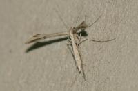 Emmelina monodactyla