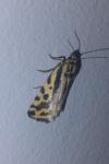 Emmelia trabealis