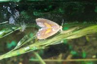 Dichrorampha vancouverana