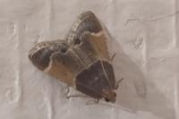 Pyralis farinalis