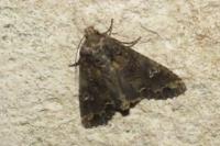 Mamestra brassicae