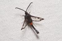 Synanthedon myopaeformis