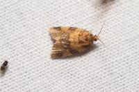 Epagoge grotiana