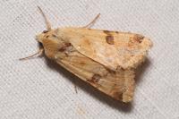 Heliothis peltigera