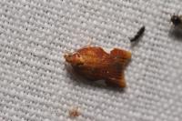 Acleris holmiana