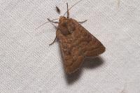 Hoplodrina octogenaria