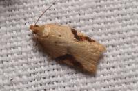 Acleris laterana