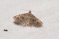 Alucita hexadactyla