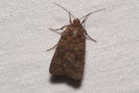 Caradrina morpheus