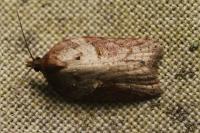 Acleris hastiana