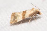 Phalonidia contractana