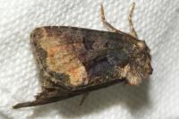 Oligia
